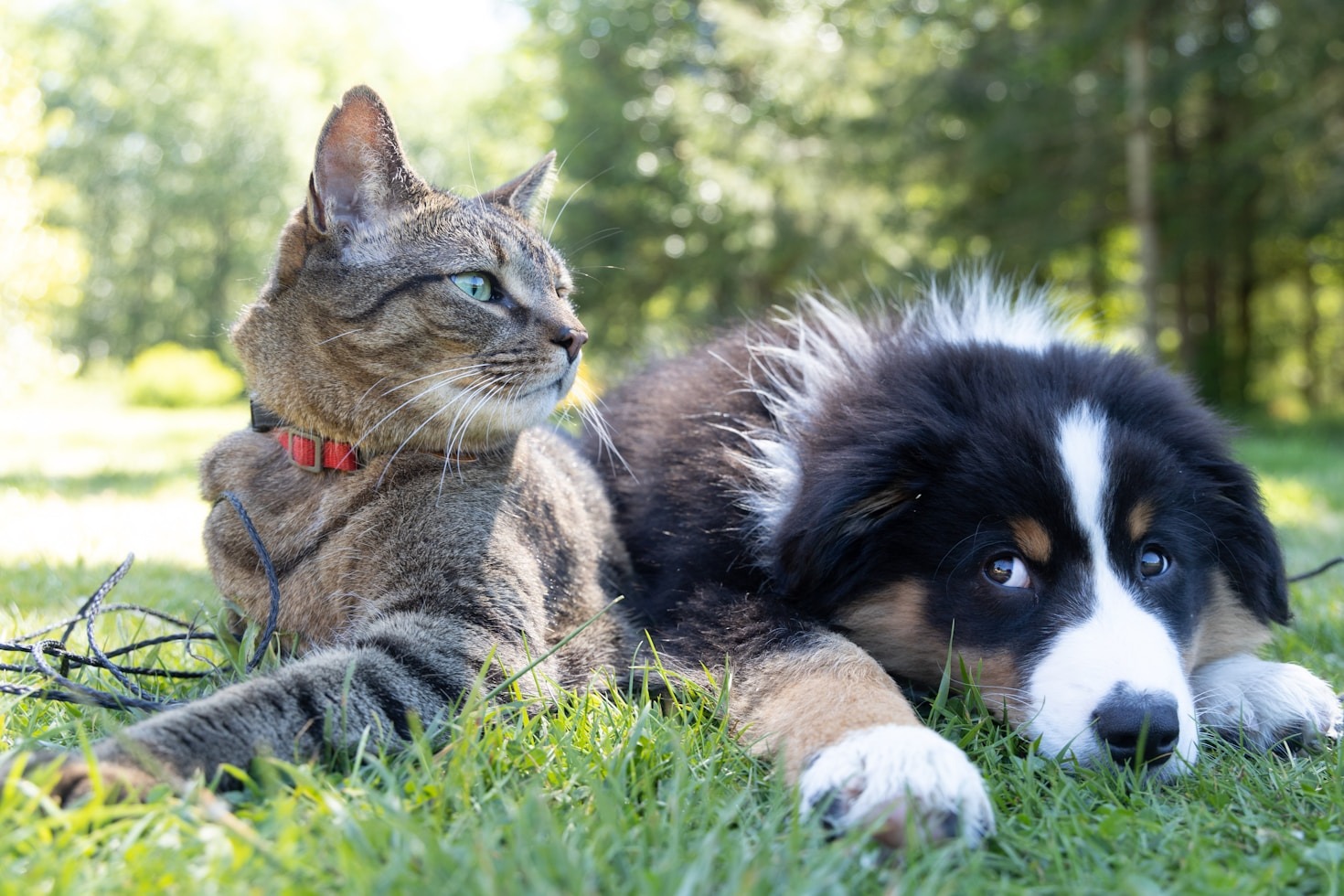 10 Must-Know Tips for New Pet Owners
