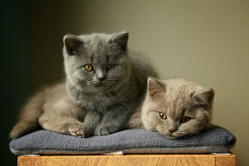 British Shorthair Cat Guide