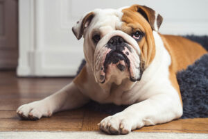 Bulldog – Complete Guide (Care, Temperament, Diet & Price)
