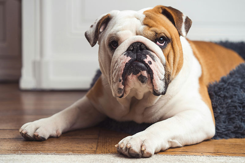 Bulldog Complete Guide