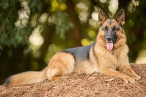German Shepherd – Complete Guide (Care, Temperament, Diet & Price)