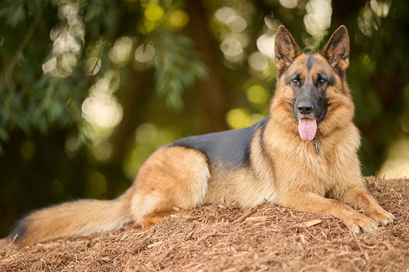 german shepherd guide
