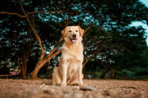 Golden Retriever – Complete Guide (Care, Temperament, Diet & Price)