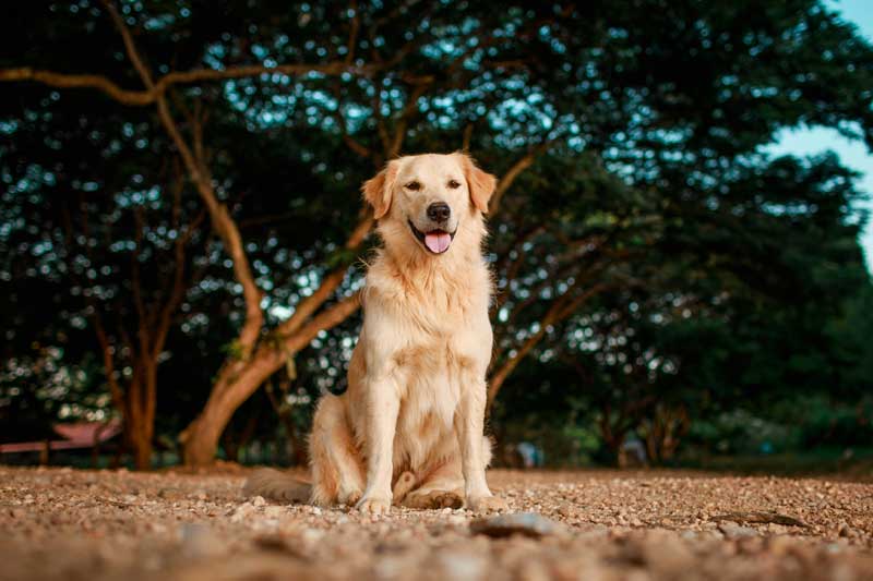 Golden Retriever Guide