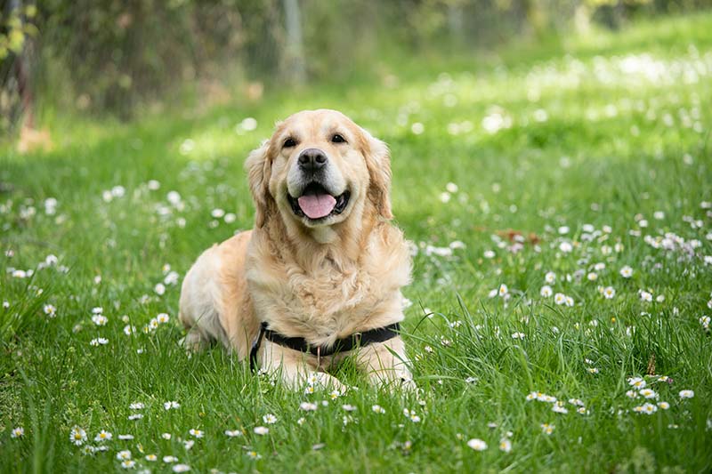 Labrador Retriever Guide