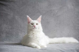 Maine Coon – Complete Guide (Care, Temperament, Diet & Price)