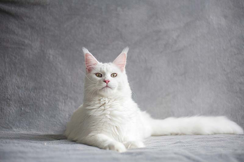 Maine Coon Cat Breed