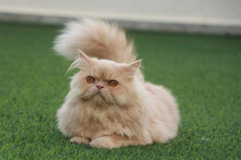 Persian Cat – Complete Guide