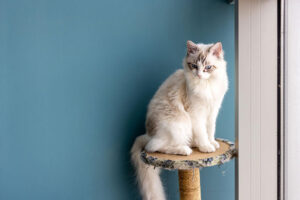 Ragdoll Cat Breed Guide: Everything You Need to Know