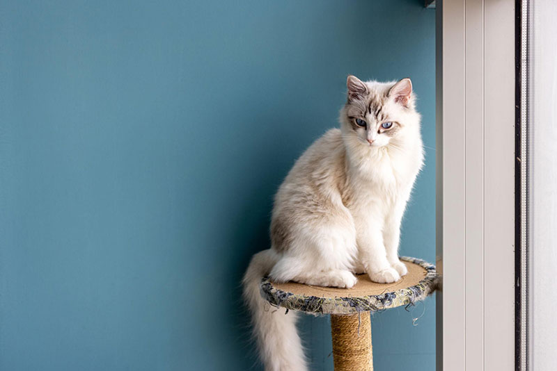 Ragdoll cat breed guide