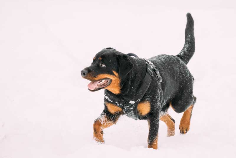 Rottweiler Dog Breed Guide