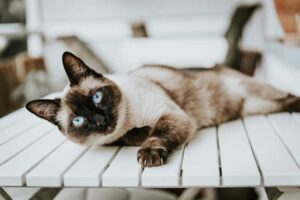 Siamese Cat – Complete Guide (Care, Temperament, Diet & Price)