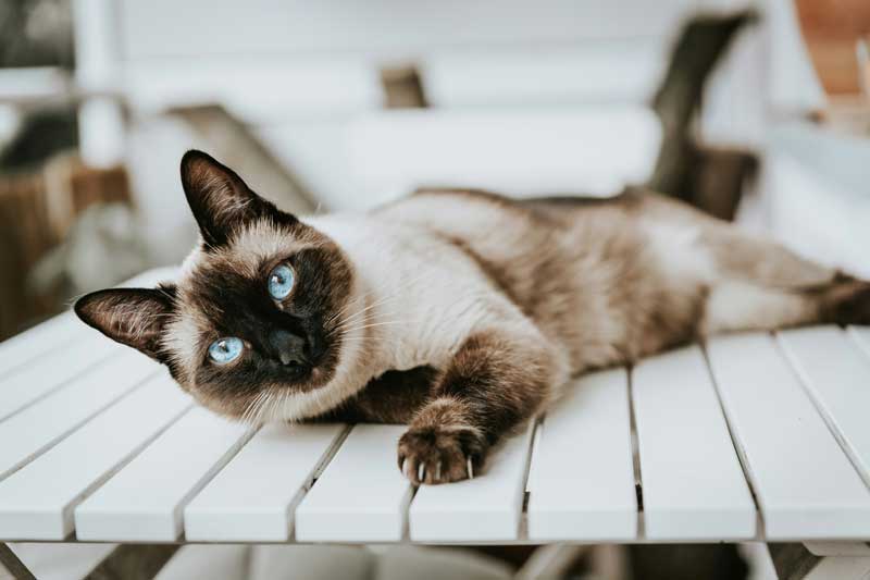 Siamese Cat Guide