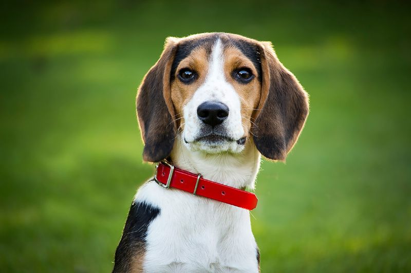 Beagle Dog Breed Guide