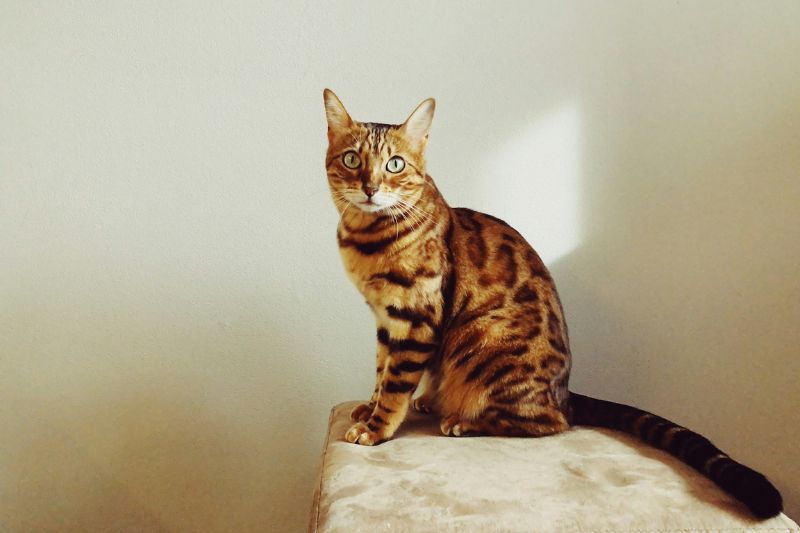Bengal Cat Guide