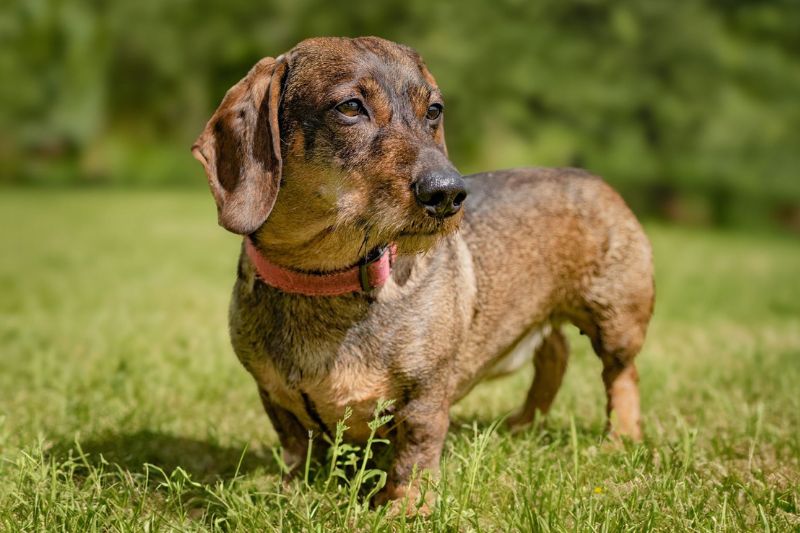 Dachshund Dog