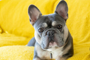 French Bulldog – Complete Guide (Care, Temperament, Diet & Price)