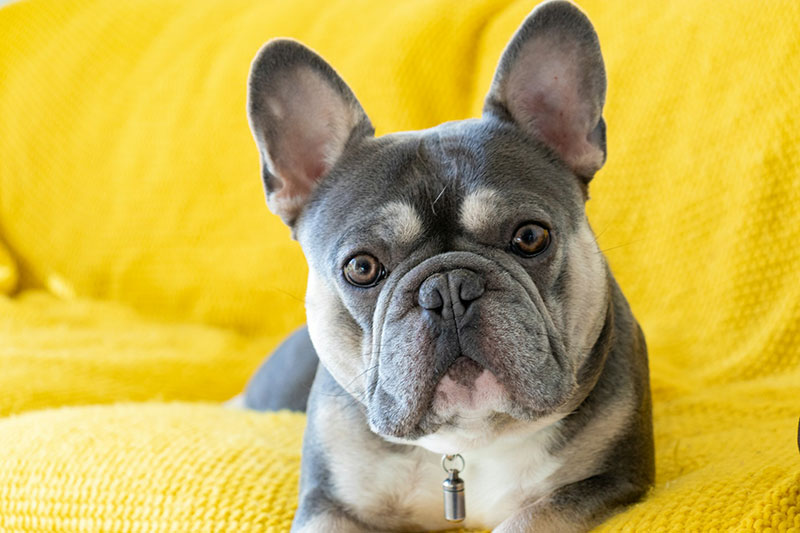 French Bulldog Guide
