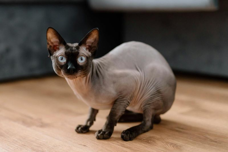 Sphynx Cat Guide