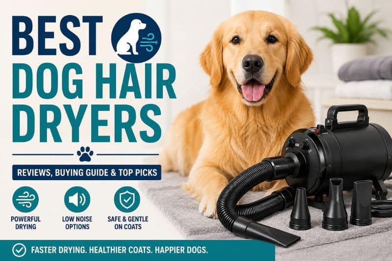 Best Dog Hair Dryers