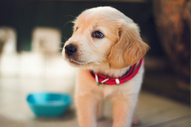Golden Retriever Puppy Care