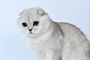 Scottish Fold Cat – Complete Guide (Care, Temperament, Diet & Price)