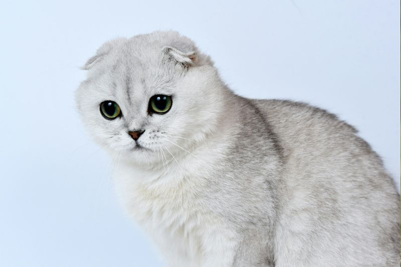 Scottish Fold Cat