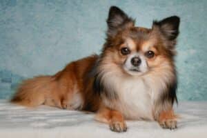 Chihuahua – Complete Guide (Care, Temperament, Diet & Price)