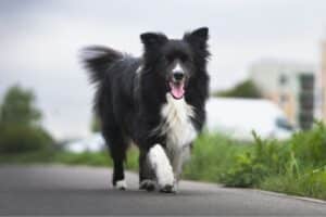 Border Collie – Complete Guide (Care, Temperament, Diet & Price)