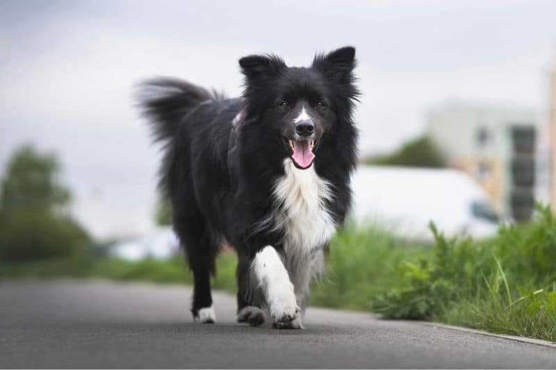 Border Collie