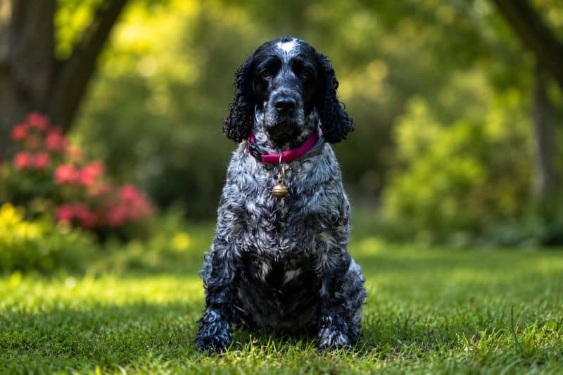 Cocker Spaniel Guide