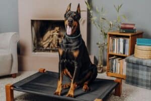 Doberman Pinscher – Complete Guide (Care, Temperament, Diet & Price)