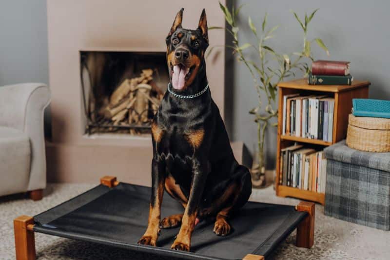 Doberman Pinscher Guide