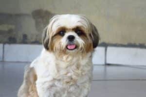 Shih Tzu – Complete Guide (Care, Temperament, Diet & Price)