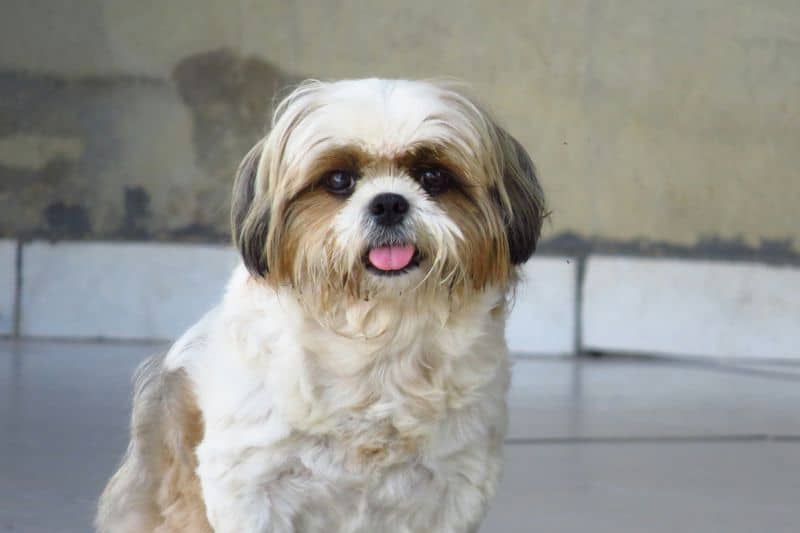 Shih Tzu Guide