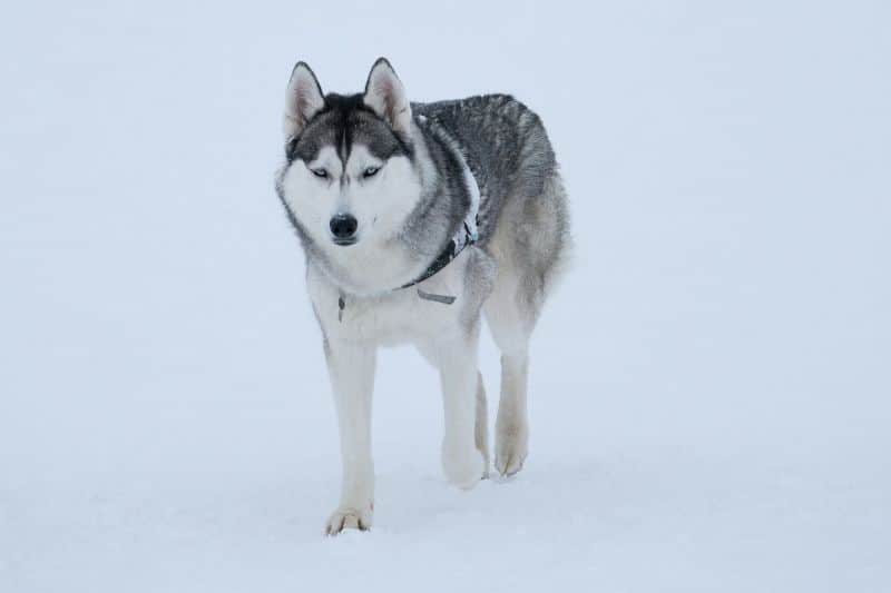 Siberian Husky Complete Guide